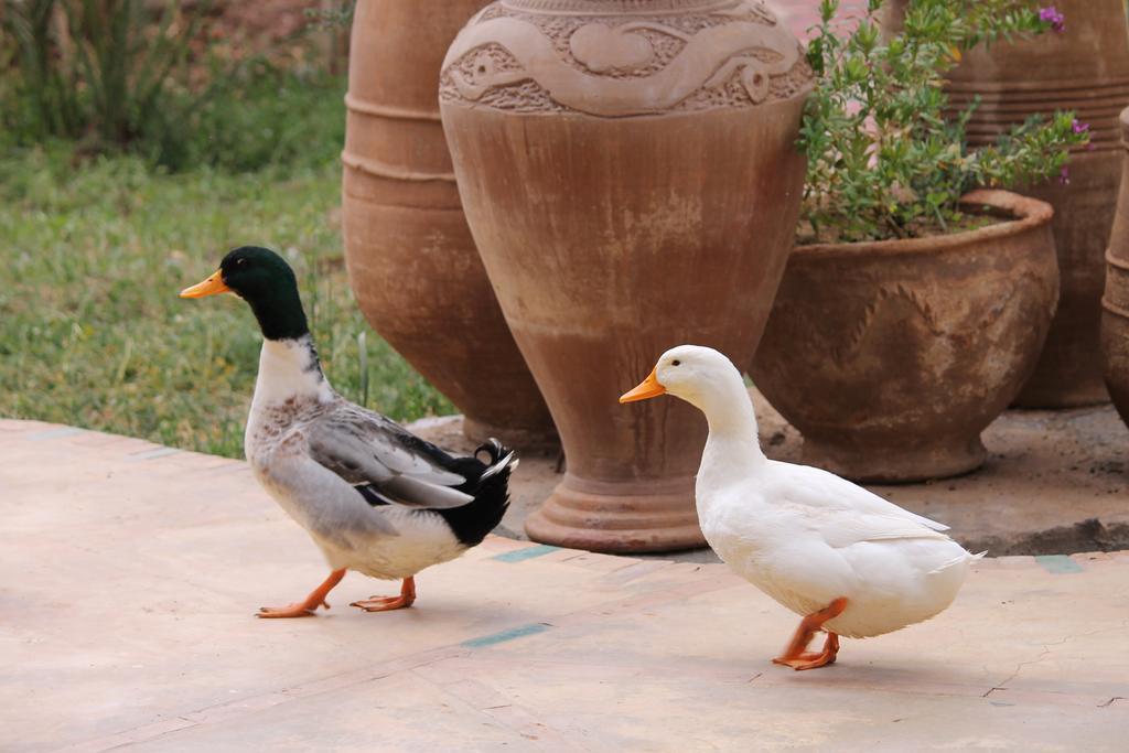 Ecolodge Bab El Oued Maroc Oasis แอกด์ซ ภายนอก รูปภาพ