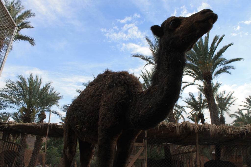 Ecolodge Bab El Oued Maroc Oasis แอกด์ซ ภายนอก รูปภาพ